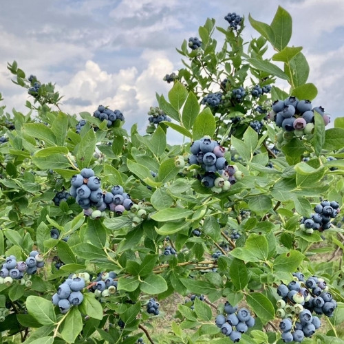 Banepa Tarkari Bazar
