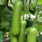 Bottle Gourd