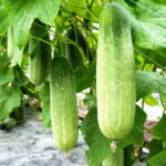 Cucumber
