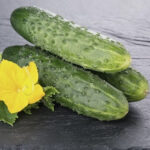 Cucumber - Image 2