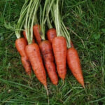 carrot - Image 2