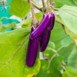 Brinjal (Long) - Image 2