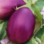 Brinjal(Round) - Image 2