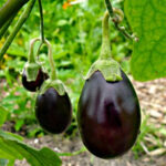 Brinjal(Round)