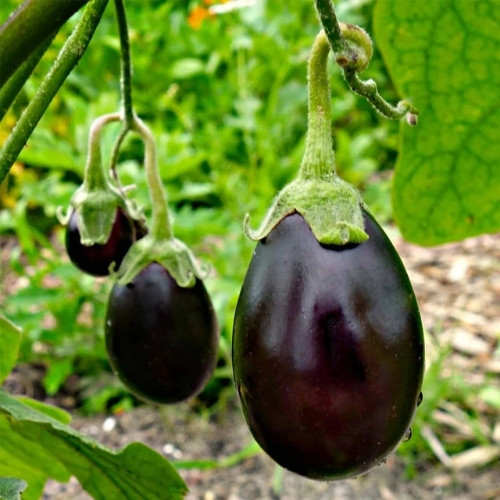 full-1762768022.jpg Brinjal(Round) - Image 1