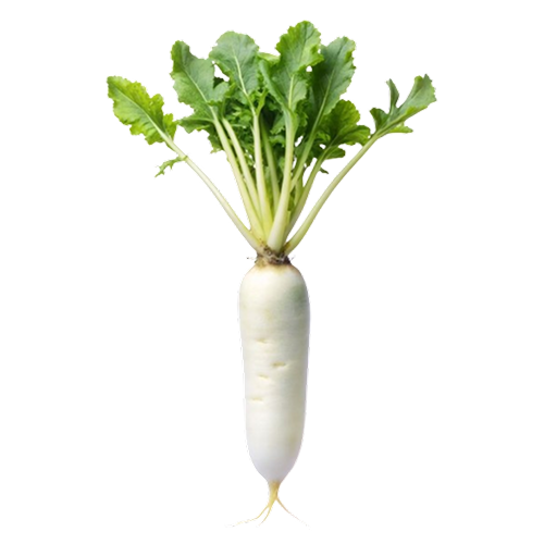 full-1762946835.png Radish / मुला - Image 1