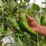 Capsicum(Long) - Image 2