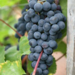Grapes( Black) - Image 2