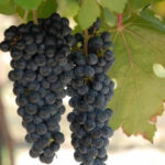 Grapes( Black) - Image 3
