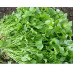Coriander(Dhaniya) - Image 3