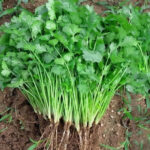 Coriander(Dhaniya) - Image 2