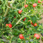 Tomato गोलभेडा - Image 3