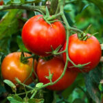 Tomato गोलभेडा - Image 2
