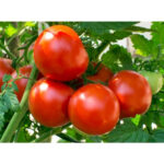 Tomato गोलभेडा - Image 4