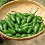 Chilli ( Bullet) - Image 2