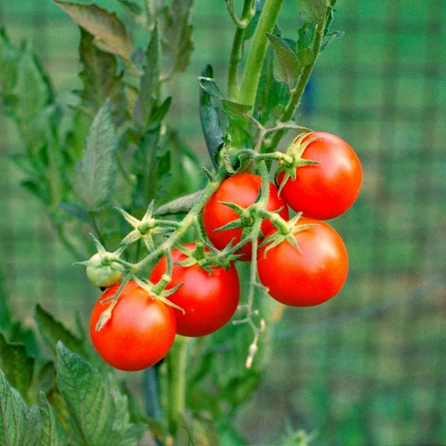 tomato plant